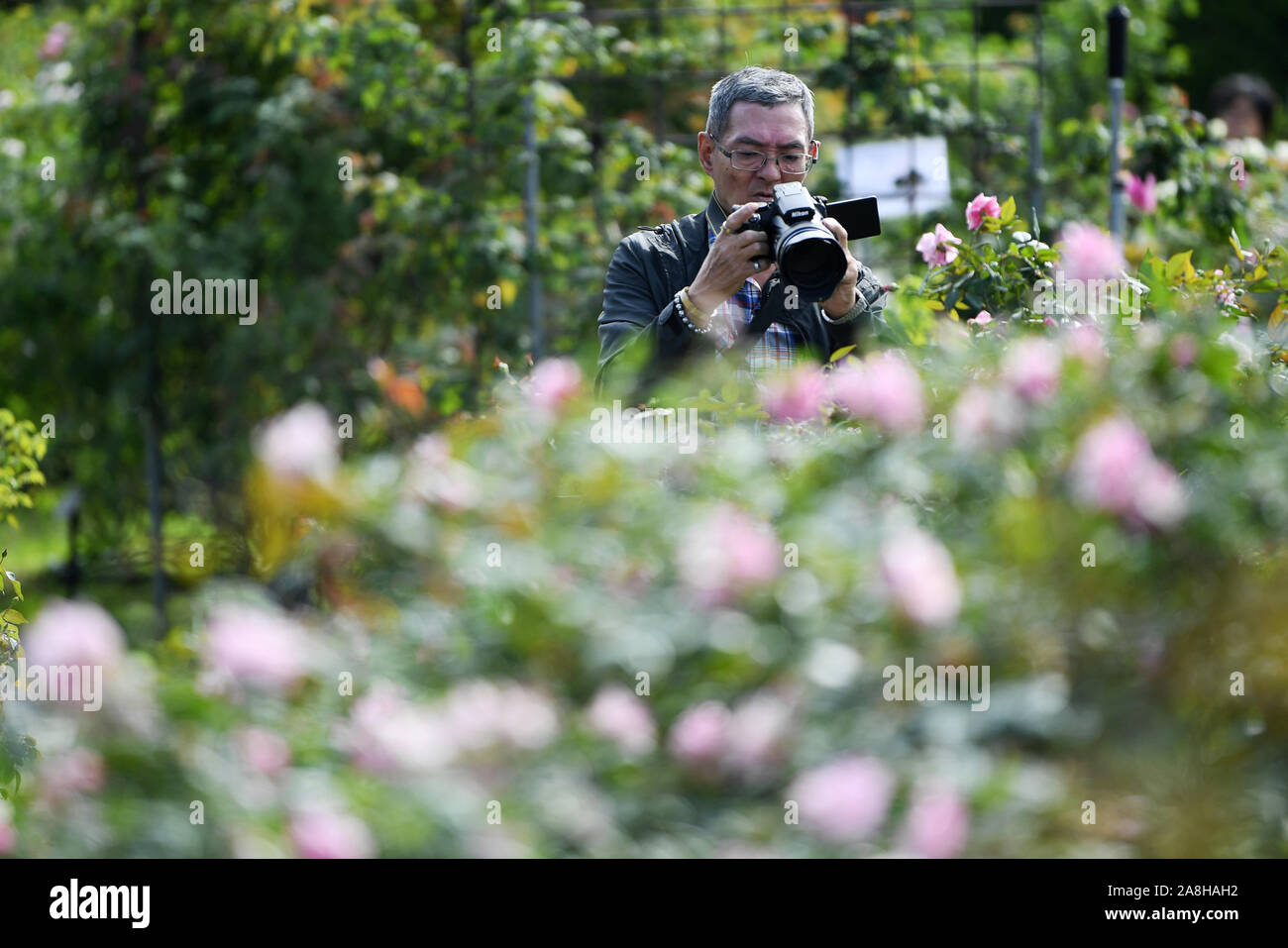 (191109) -- TAIPEI, Nov. 9, 2019 (Xinhua) -- A visitor takes photos of roses during a rose show at Taipei Expo Park in Taipei, southeast China's Taiwan, Nov. 9, 2019. The rose show, with nearly 3,000 roses of different varieties, opened here on Saturday. (Xinhua/Chen Bin) Stock Photo