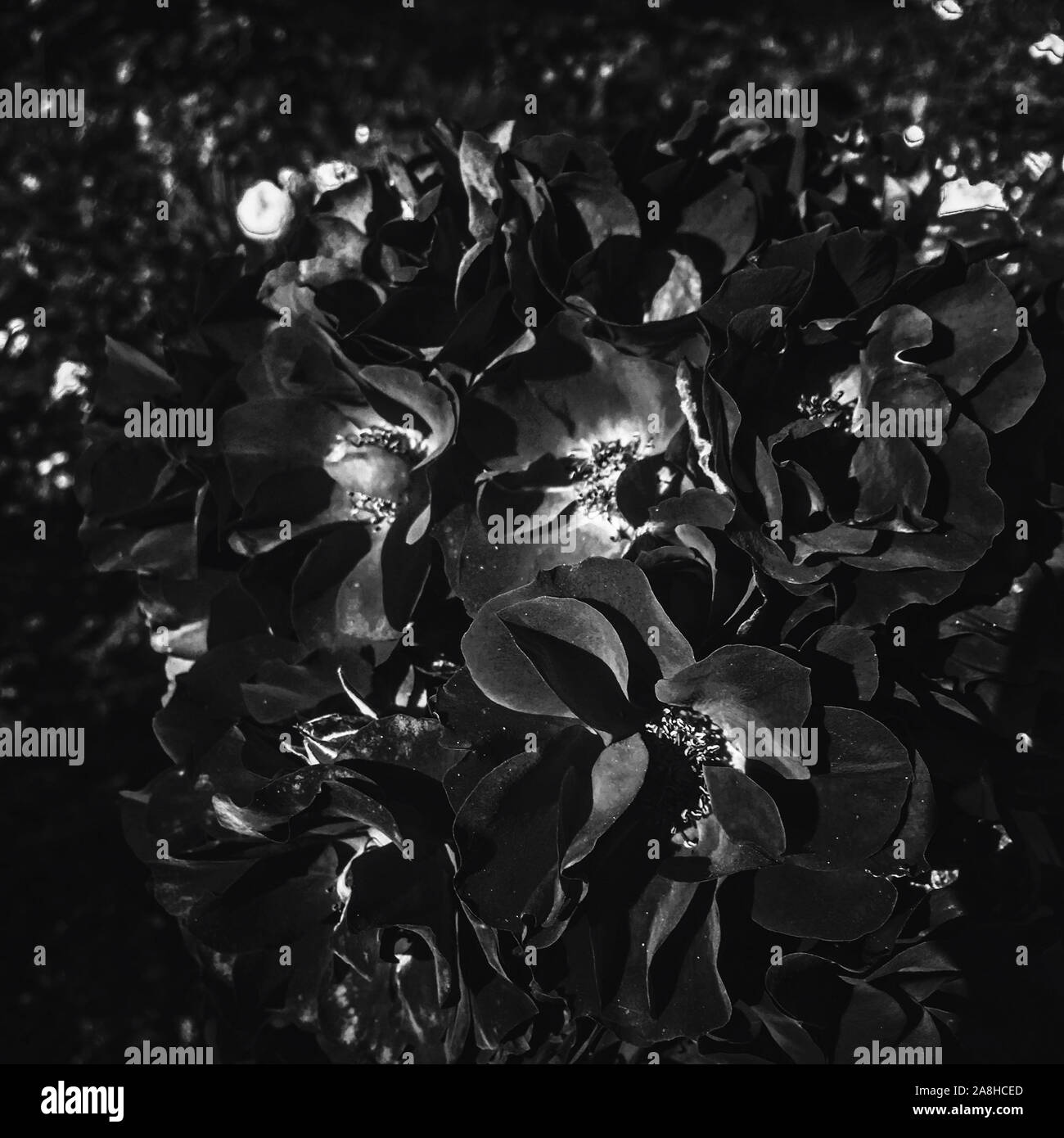 Flowers in bloom, beautiful nature and romantic design concept Black