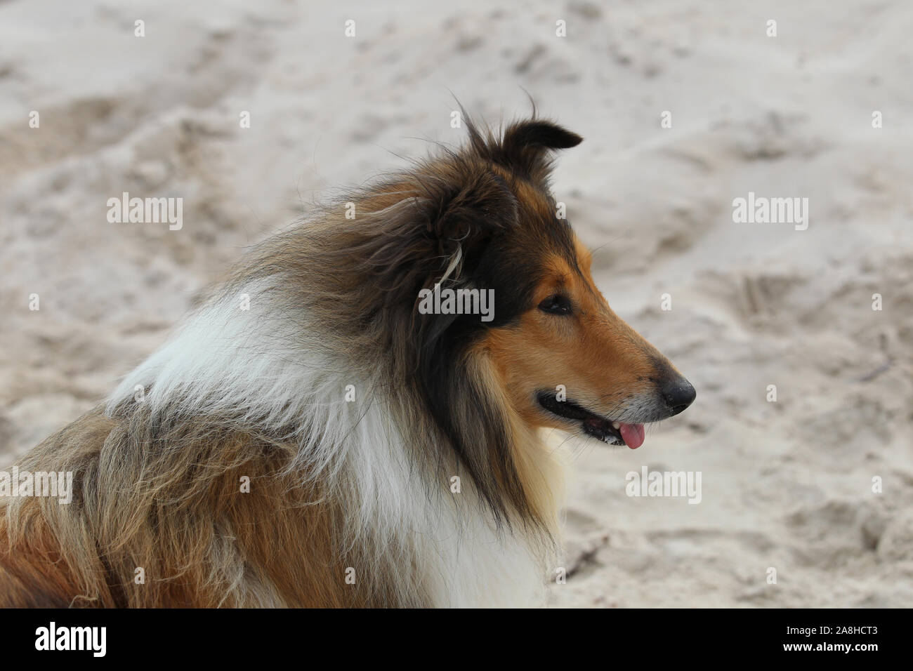Tricolour Collie Stock Photos Tricolour Collie Stock Images