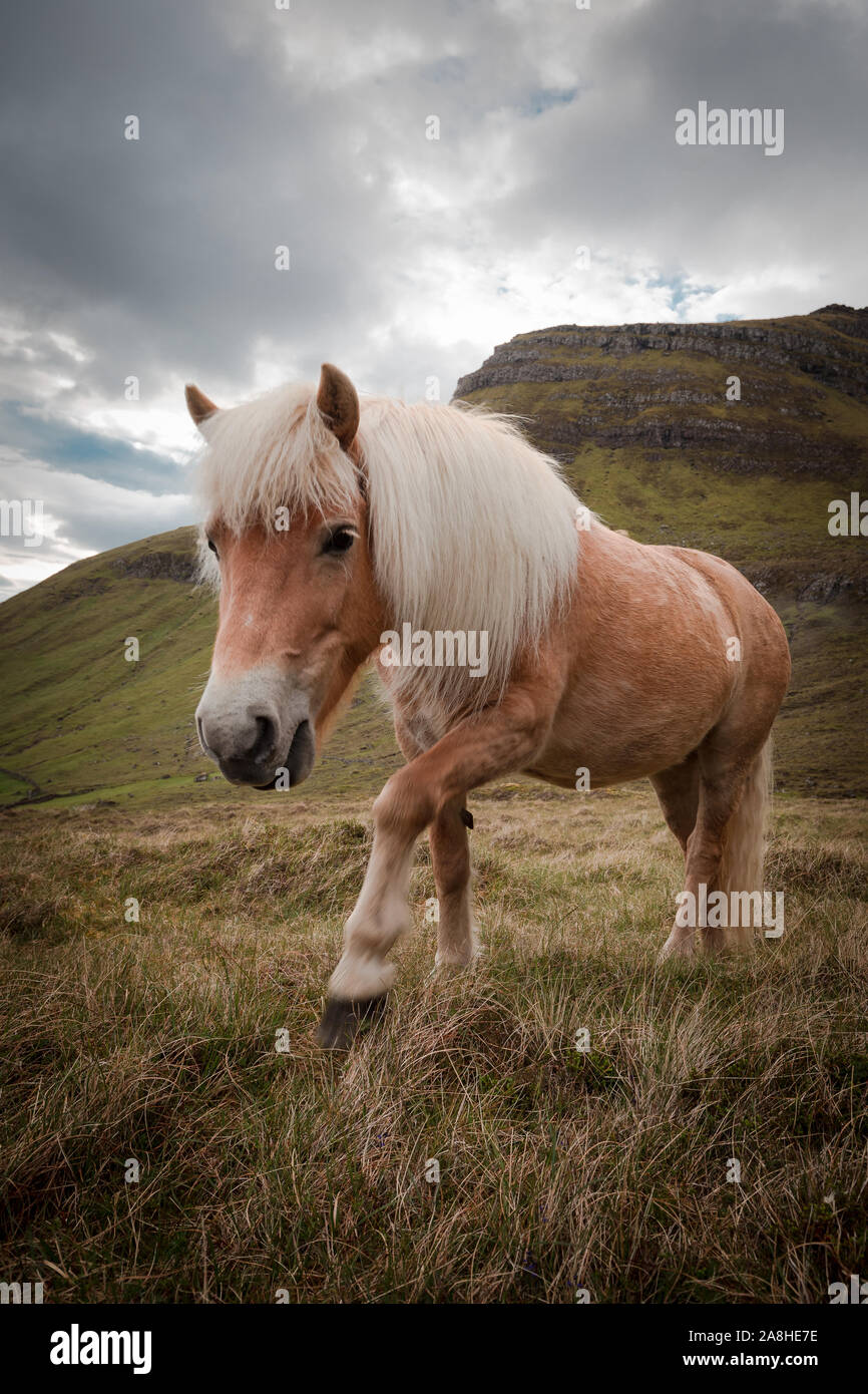 What a wonderful moment meeting a wild horse on a hike through the mountains of the Faroe Islands... Stock Photo