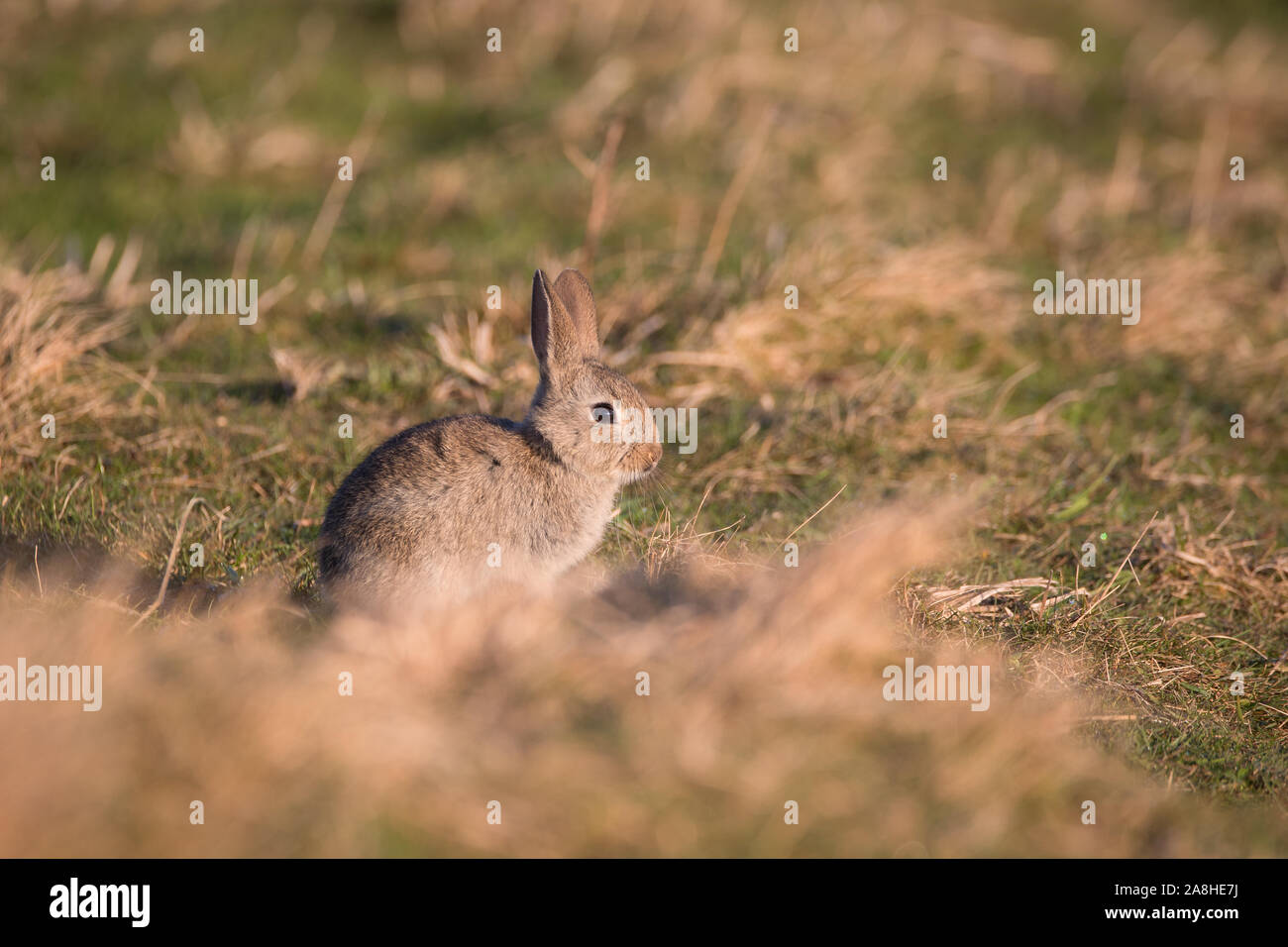 The cute bunnies of Lindisfarne - Scotland Stock Photo