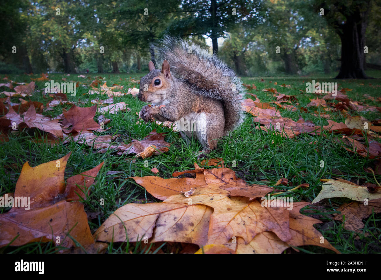 A squirrel sits amongst autumnal leaves eating a nut Stock Photo