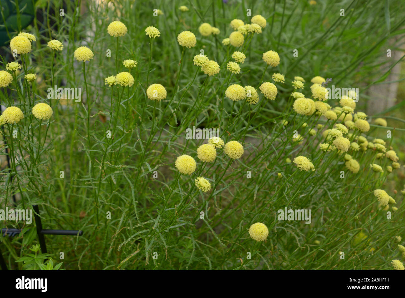 shrub of santolina virens with bright yellow flowers in summer, medicinal plant santolina in bloom Stock Photo