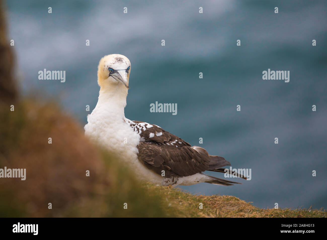 A young Gannet at the Icelandic coast Stock Photo