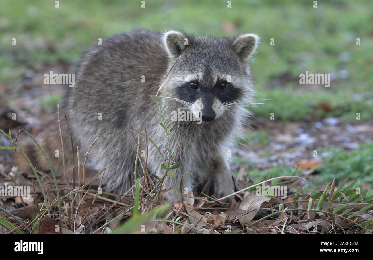 Healthy, winsome, young raccoon at Green Cay Wetlands in Boynton Beach, Florida, looks up from nibbling leaves and grasses. Stock Photo