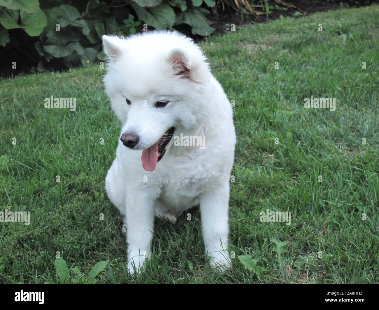 American Eskimo Dog sitting on the lawn Stock Photo