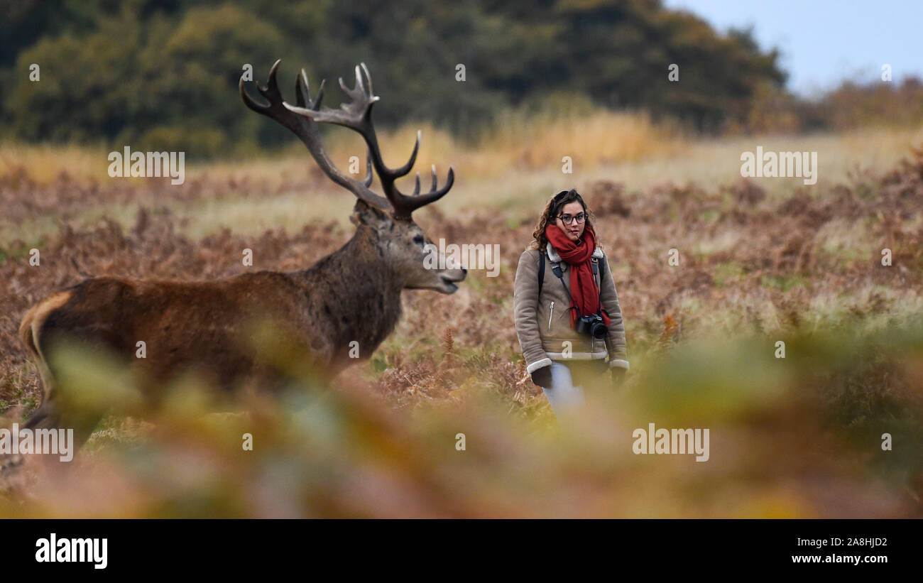 London, UK.  9 November 2019. UK Weather: A tourist ventures very close to a red deer in Richmond Park during the annual rut  The rut occurs during October and November, where stags compete for mating rights. The public is advised to remain 50m or more away for safety reasons during this time.   Credit: Stephen Chung / Alamy Live News Stock Photo