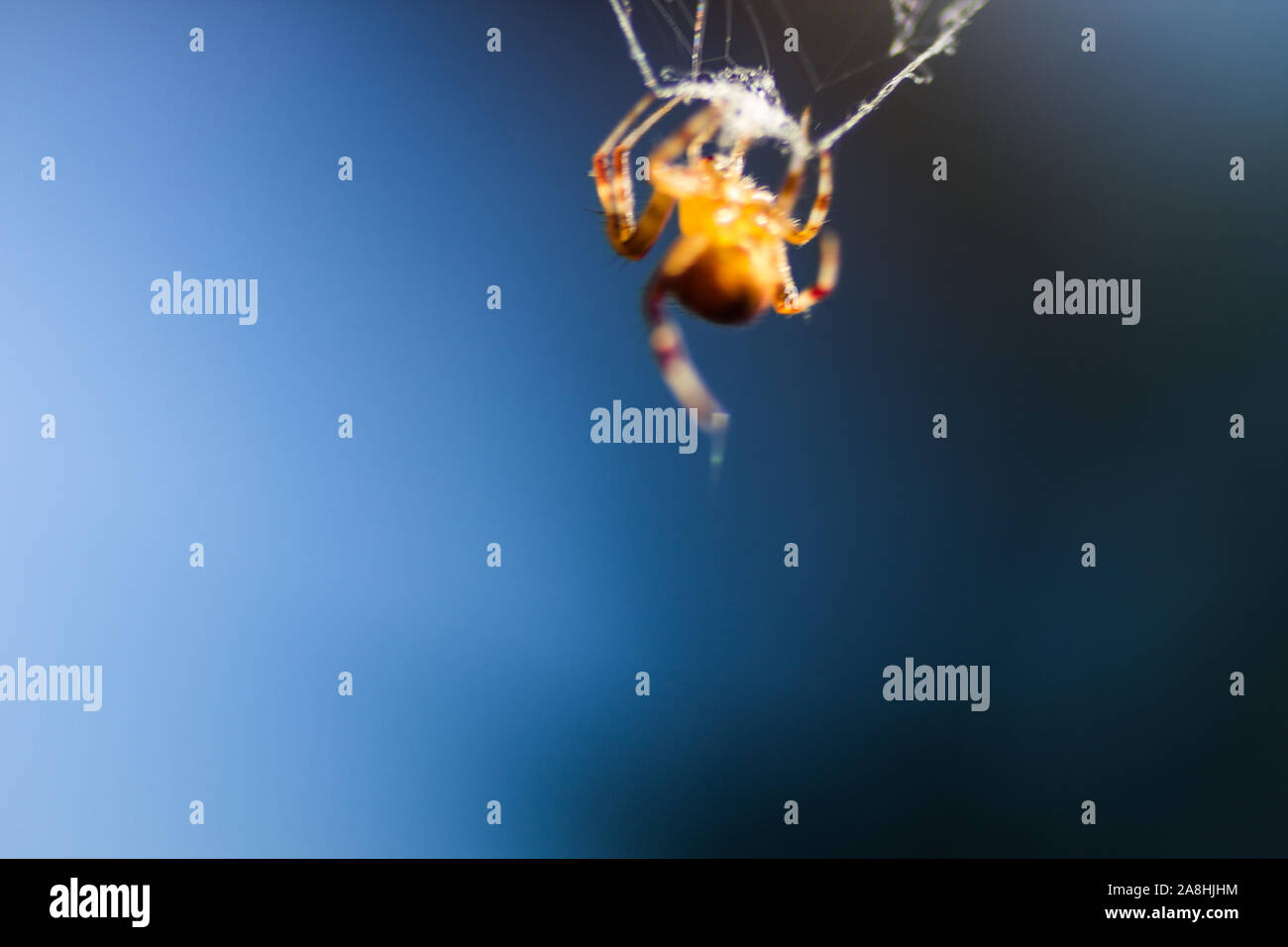 Spider Spinning Silk Stock Photo Alamy