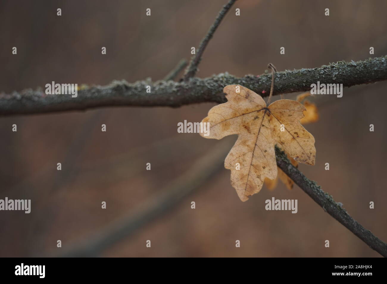 Brown autumn maple leaf on a branch in forest Stock Photo
