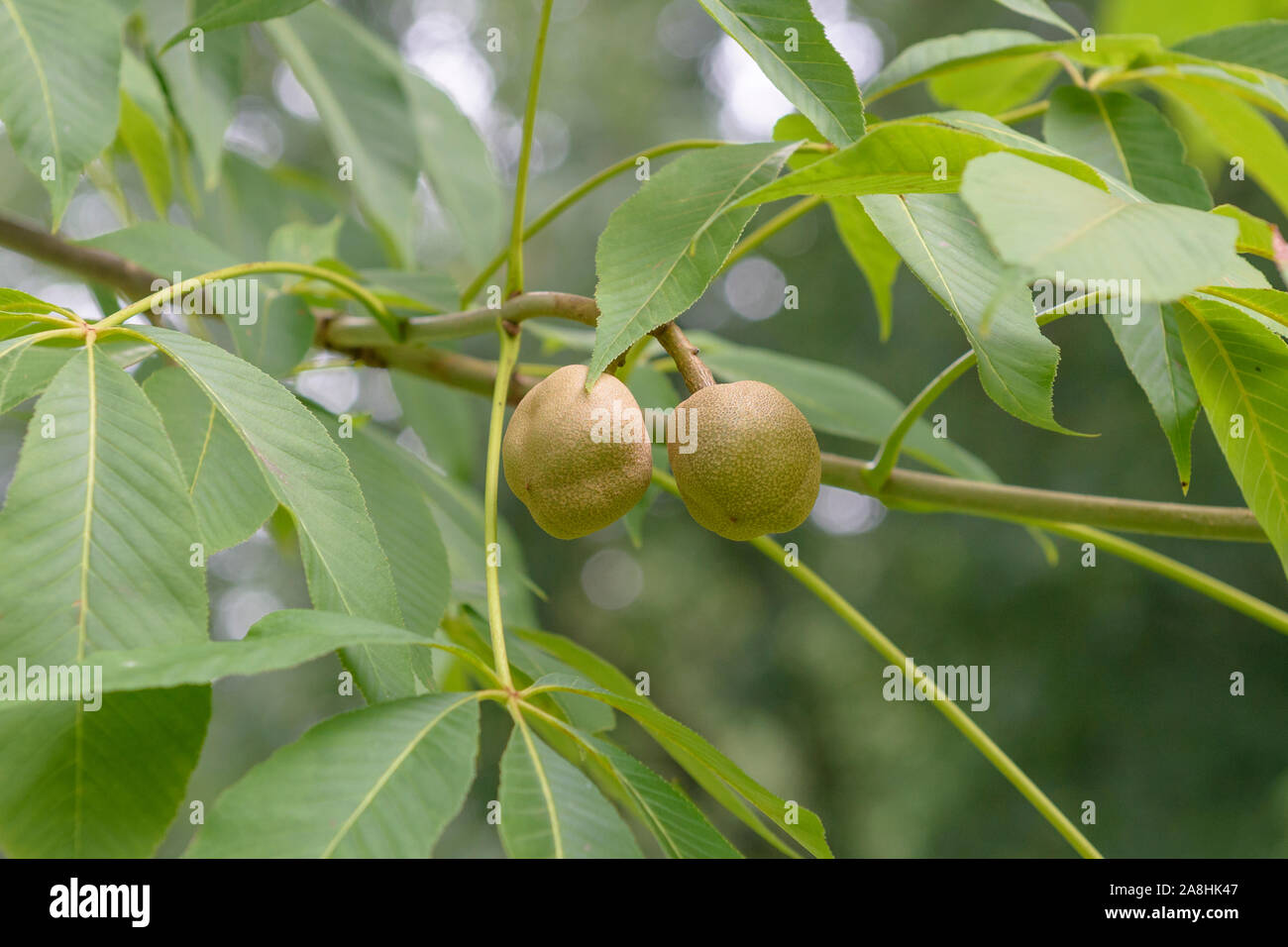 Gelbe Rosskastanie (Aesculus flava 'Vestita') Stock Photo