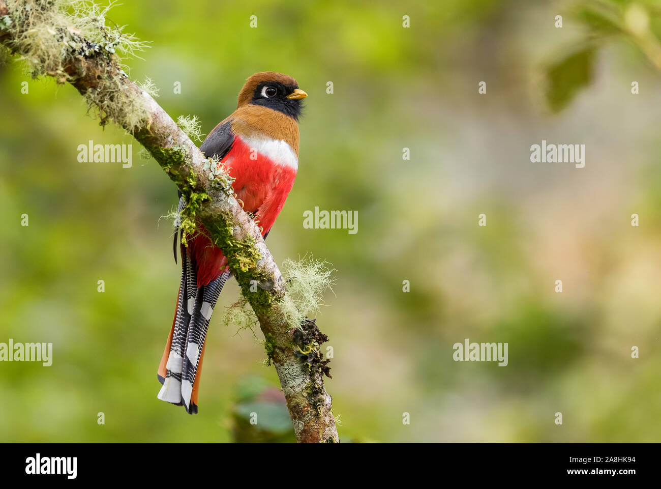 Collared Trogon - Trogon collaris, beautiful colored bird from Andean ...