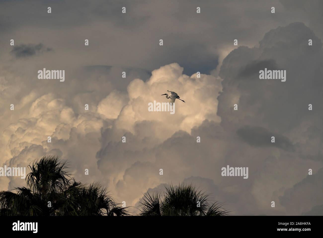 White Heron soaring in a cloudy sky over palm trees with a sun reflection on the clouds. Stock Photo