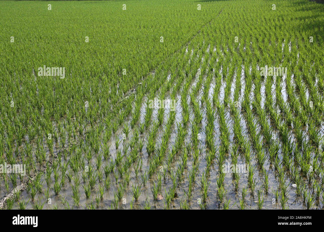 A green paddy field in West Bengal, India Stock Photo Alamy