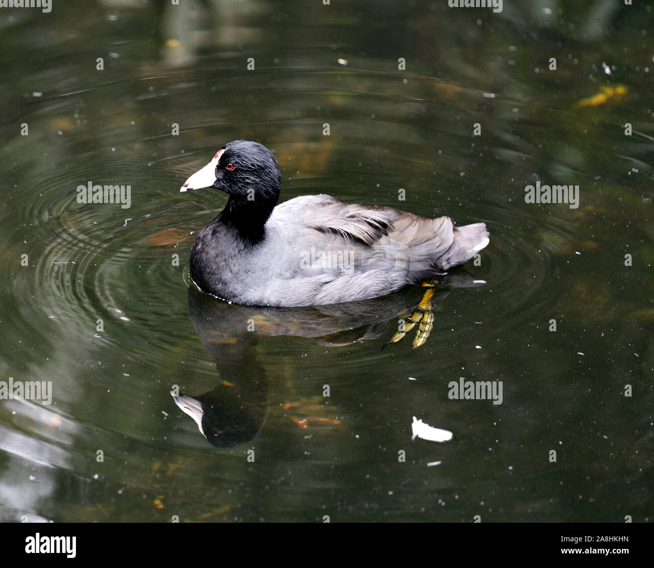 Black Scoter or American Scoter bird close up in the water, showing its head, eye, beak, feet and black plumage and enjoying its environment and surro Stock Photo