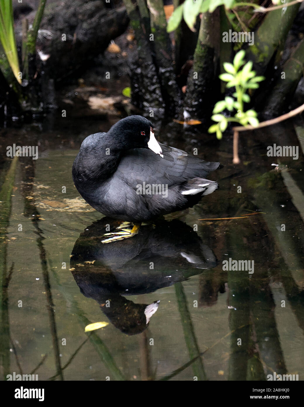 Black Scoter or American Scoter bird close up in the water, showing its head, eye, beak, feet and black plumage and enjoying its environment and surro Stock Photo