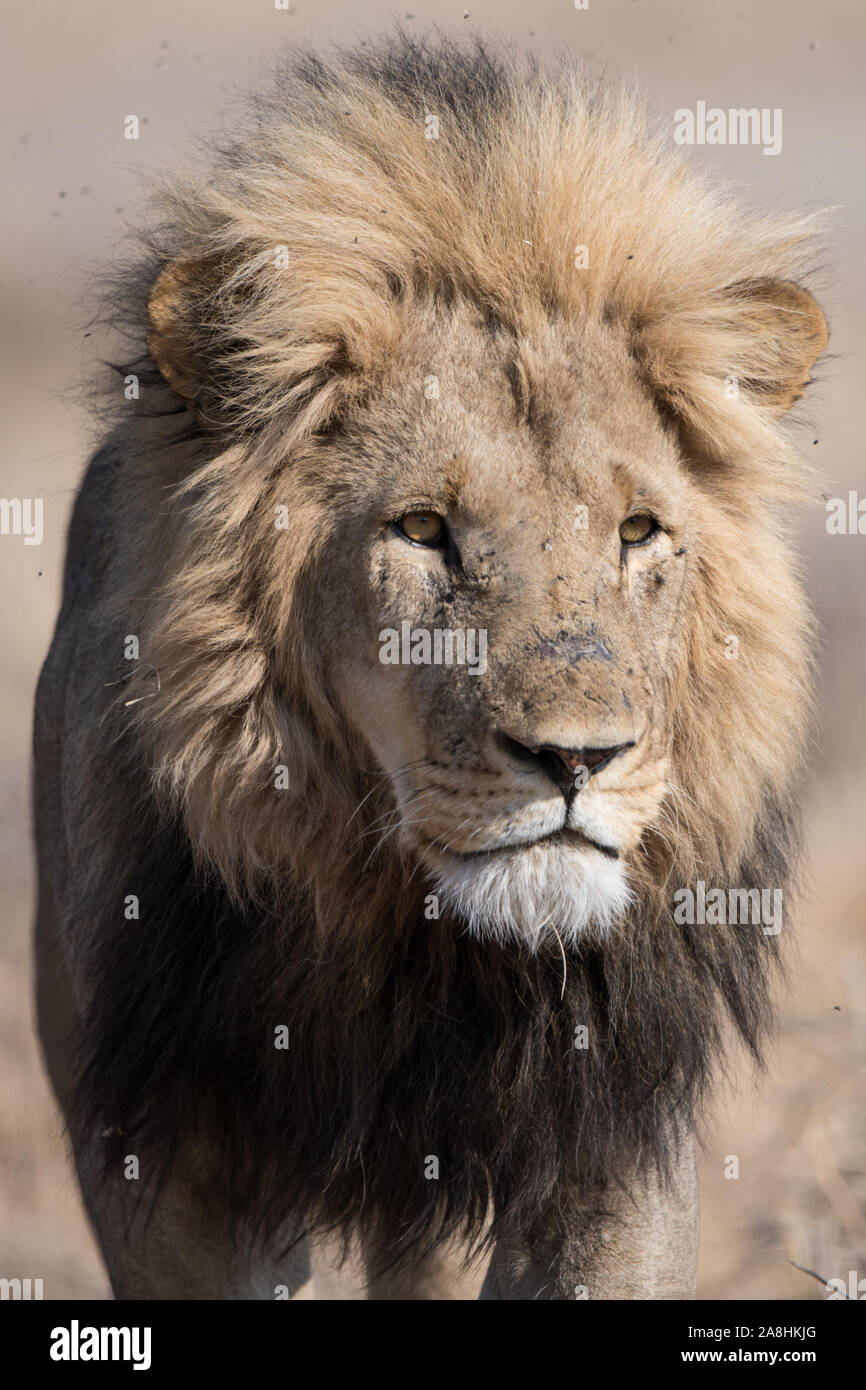 Portrait of a male lion (panthera leo) in full sunlight in Moremi NP ...