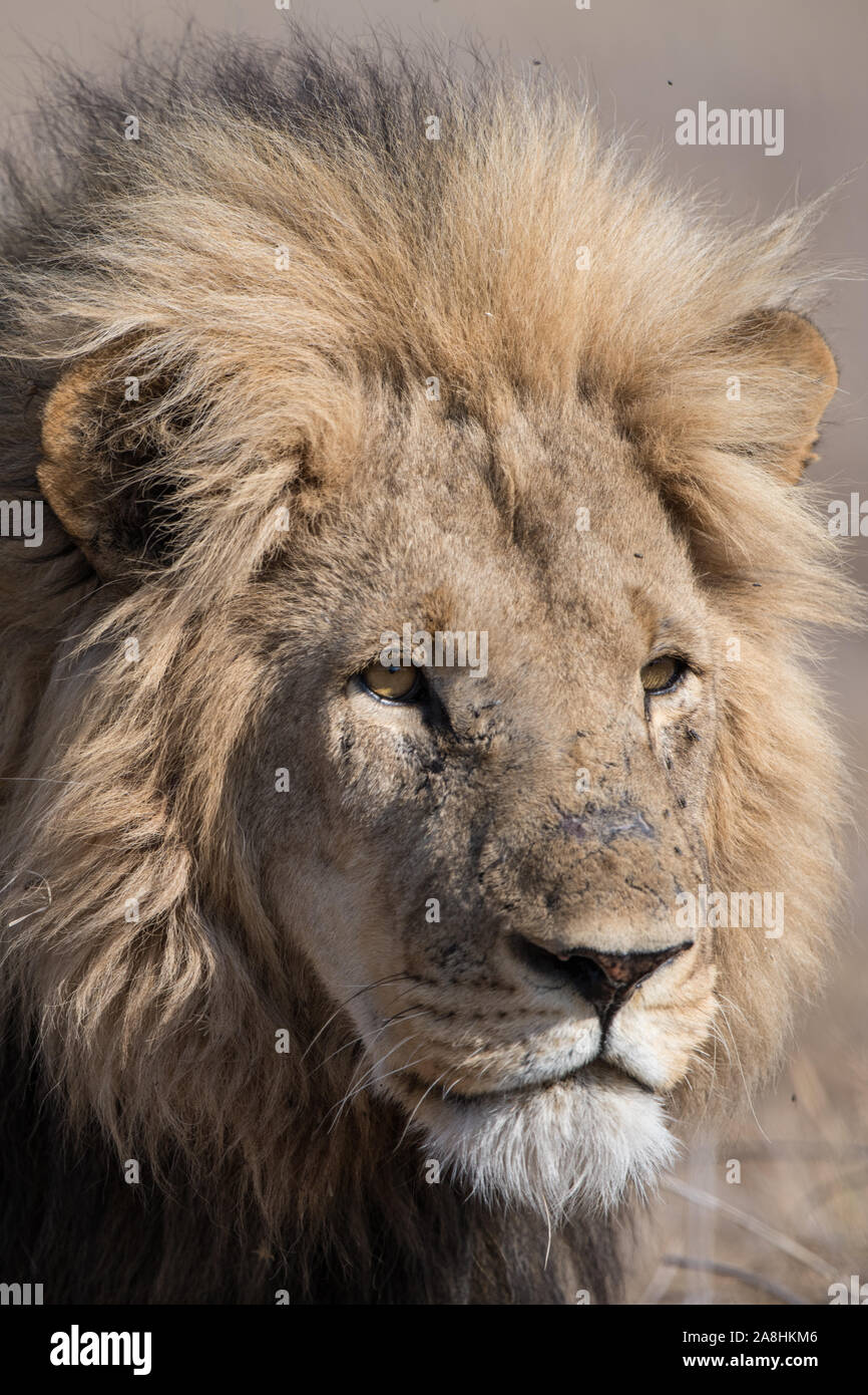 Portrait of a male lion (panthera leo) in full sunlight in Moremi NP ...