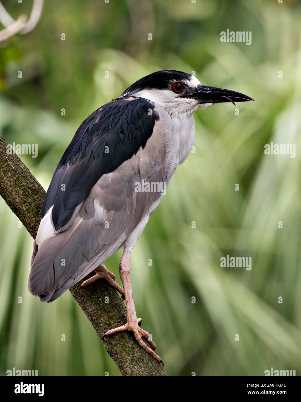 Black crowned Night-heron adult bird closeup perched and  displaying its plumage, head, beak, eye,  and enjoying its surrounding and environment with Stock Photo