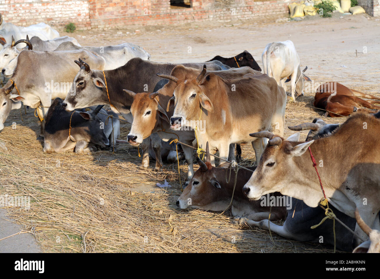 Group of cow resting in a field in village Kumrokhali, West Bengal, India Stock Photo