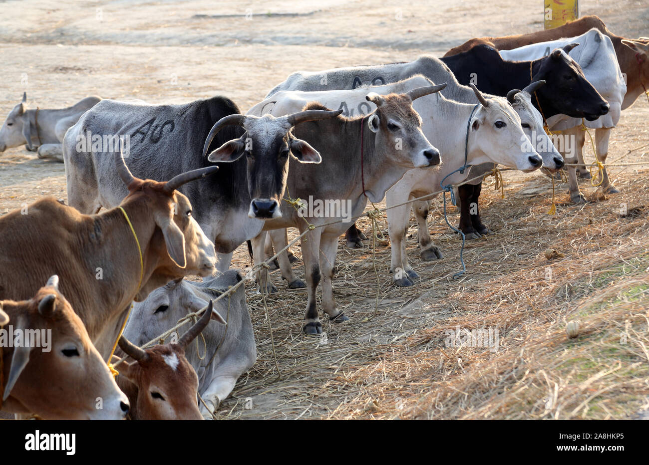 Group of cow resting in a field in village Kumrokhali, West Bengal, India  Stock Photo - Alamy