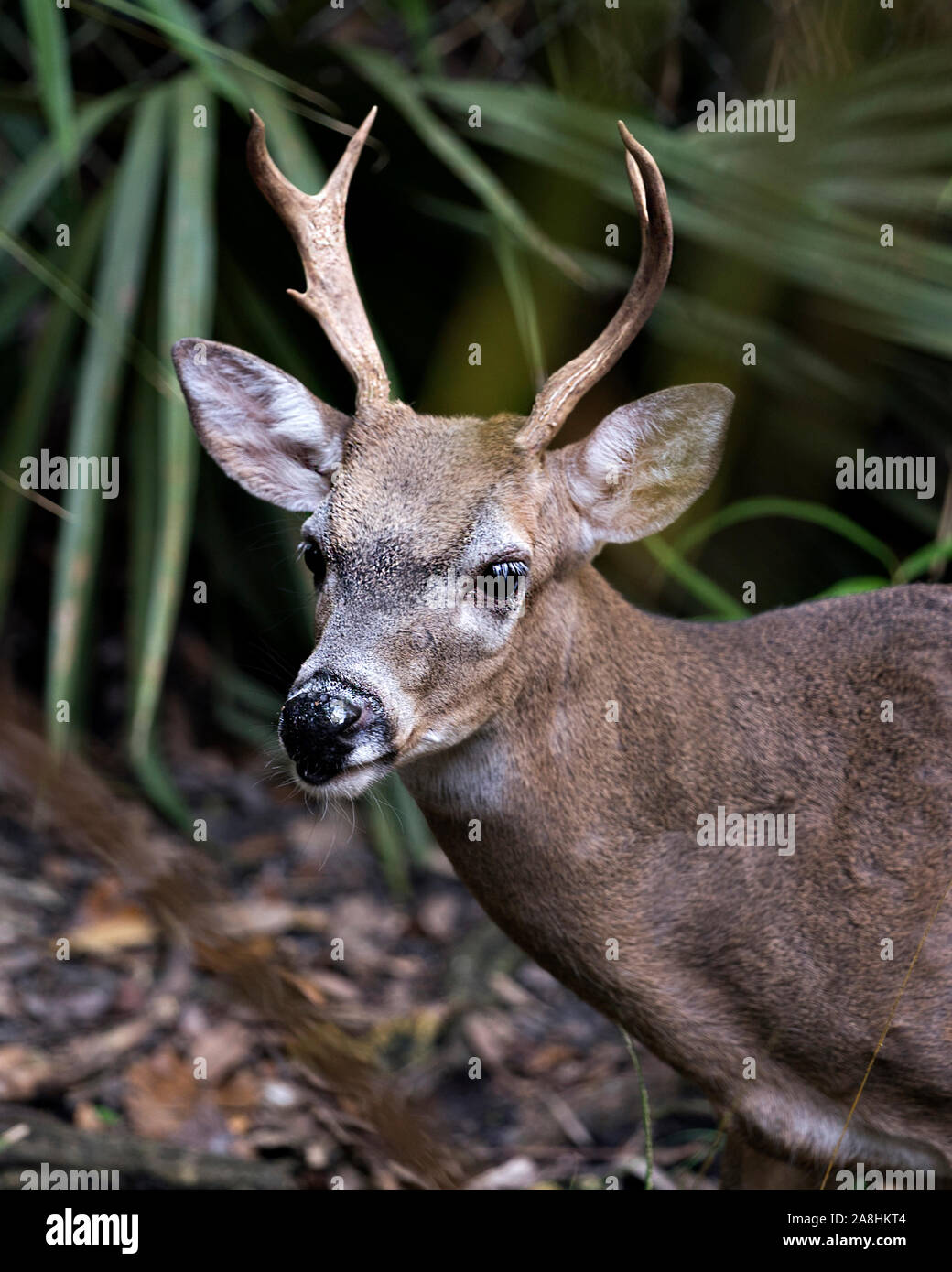 Deer (Florida Key Deer) male close-up head view exposing its anthlers, head, ears, eyes, nose, in its environment and surrounding with a bokeh backgro Stock Photo