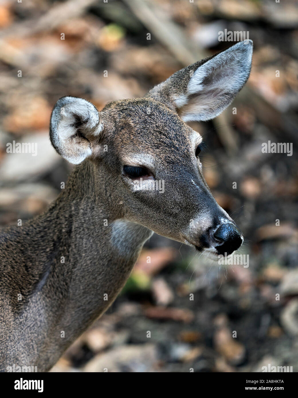 Deer (Florida Key Deer) close-up head view exposing its head, ears, eyes, nose, in its environment and surrounding with a bokeh background. Stock Photo