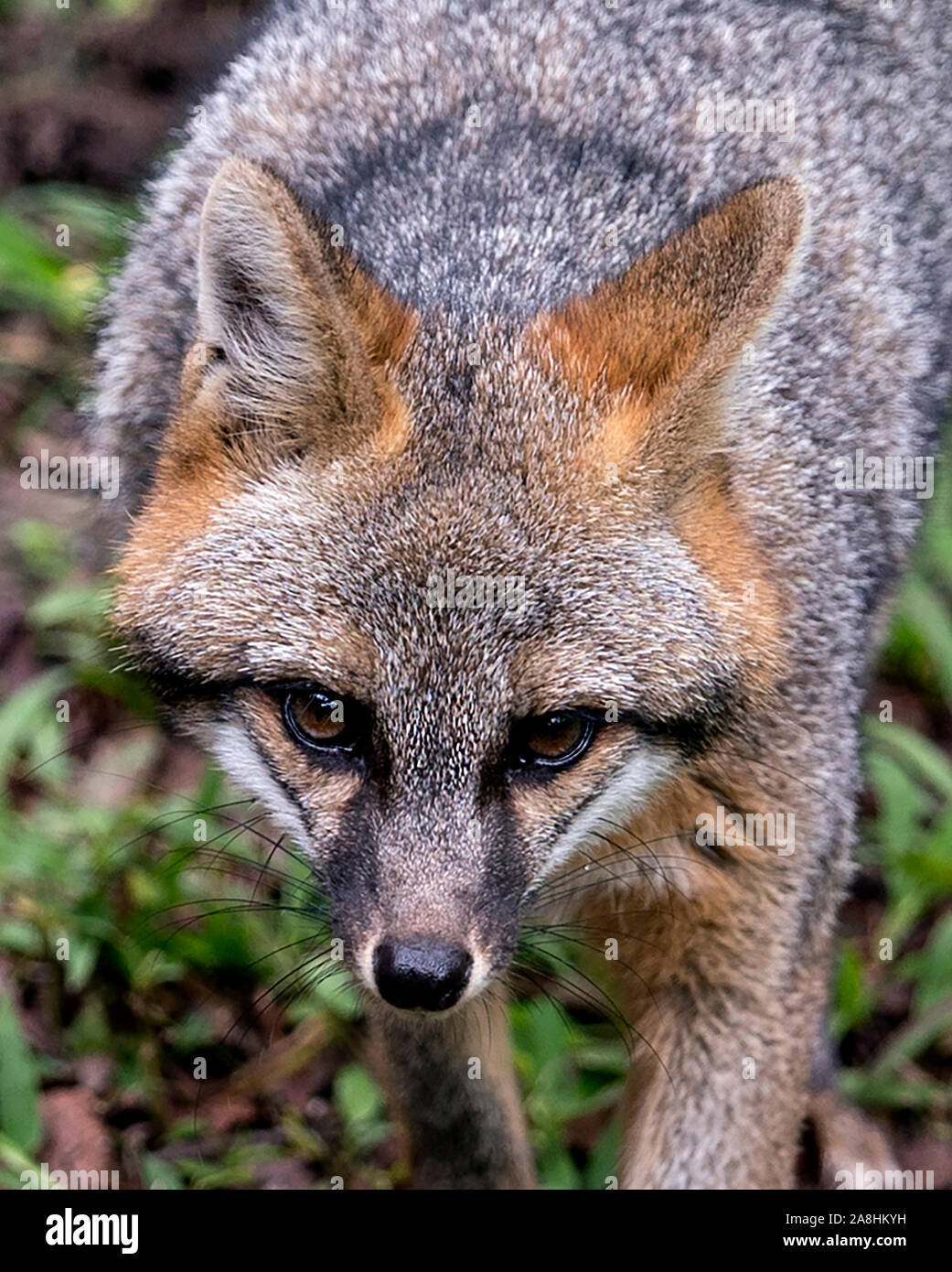 Grey fox animal head close up profile view hi-res stock photography and images - Alamy Grey fox animal head close up profile view hi-res stock photography and images - Alamy