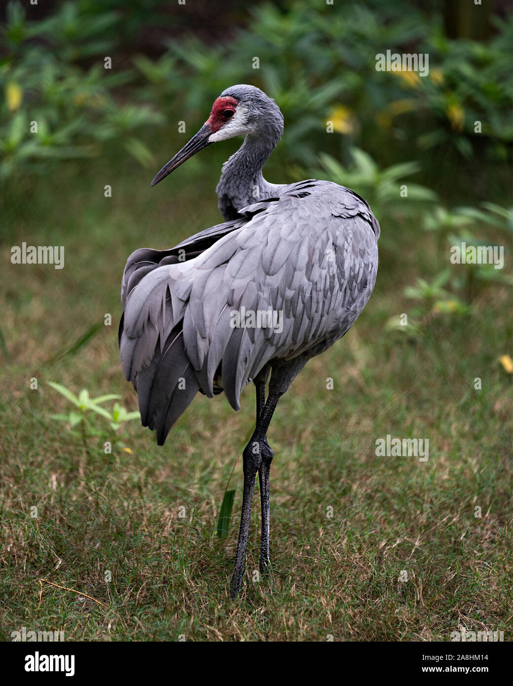 Sandhill Crane bird standing tall with a nice foliage background enjoying its surrounding and environment while exposing its body, wings, head, long n Stock Photo