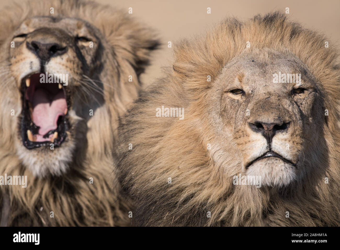 Lion with full manes hi-res stock photography and images - Alamy
