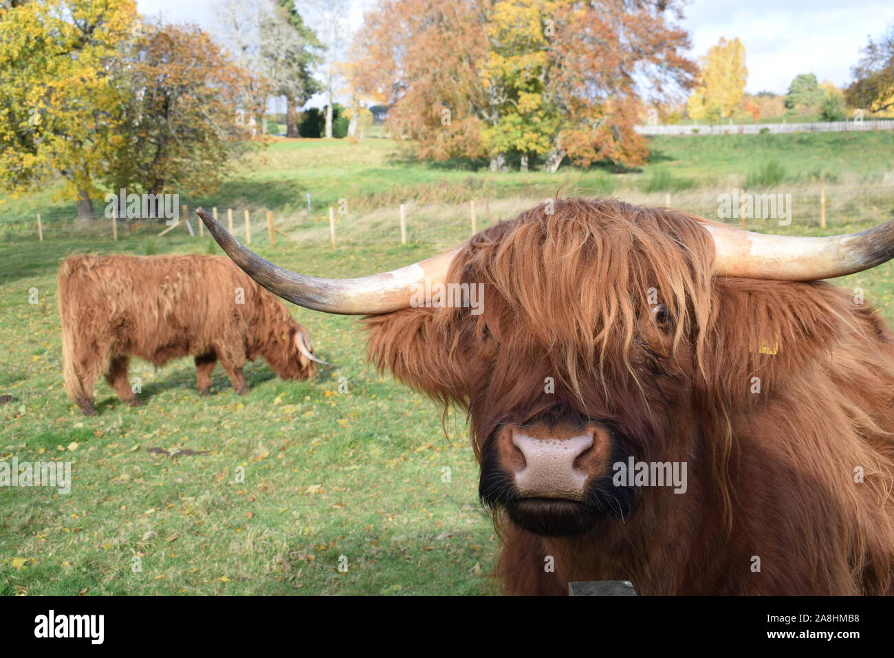 The Highlands Cow Stock Photo