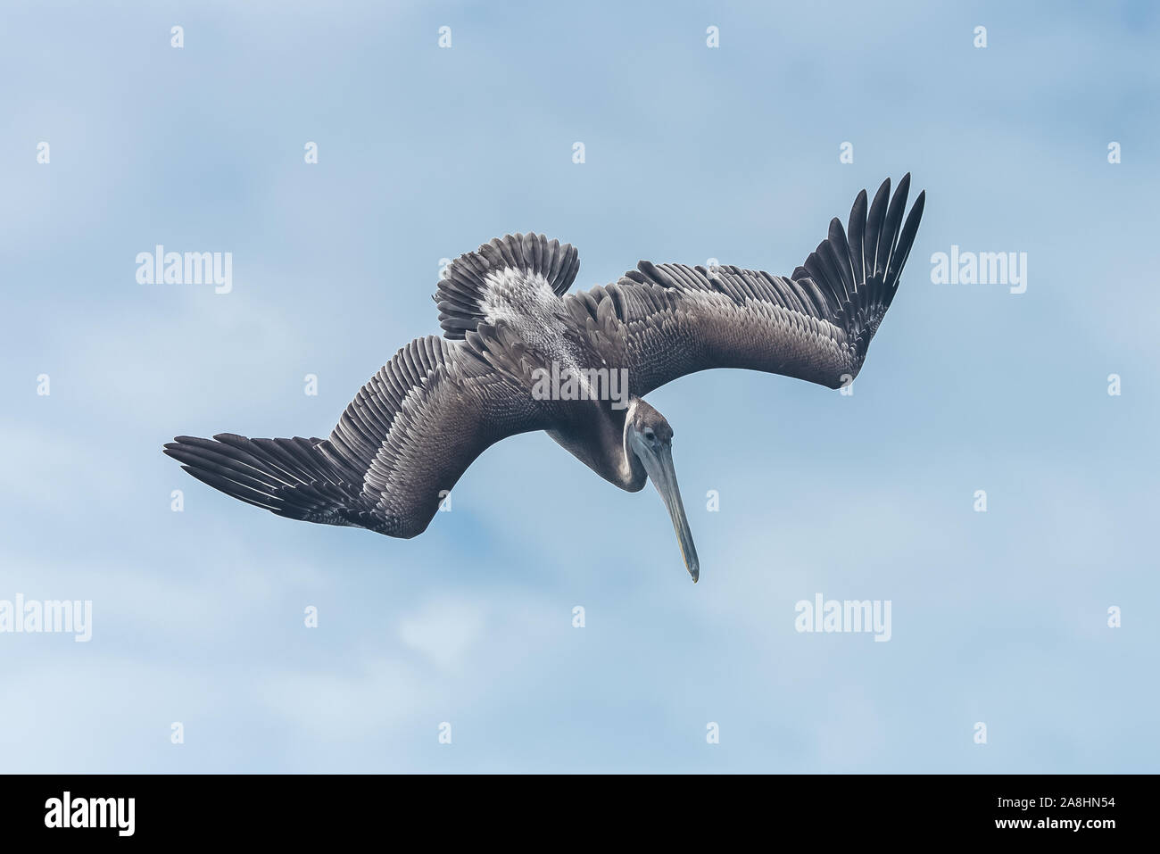 Brown striped flight feathers - Stock Image - C051/8324 - Science Photo  Library