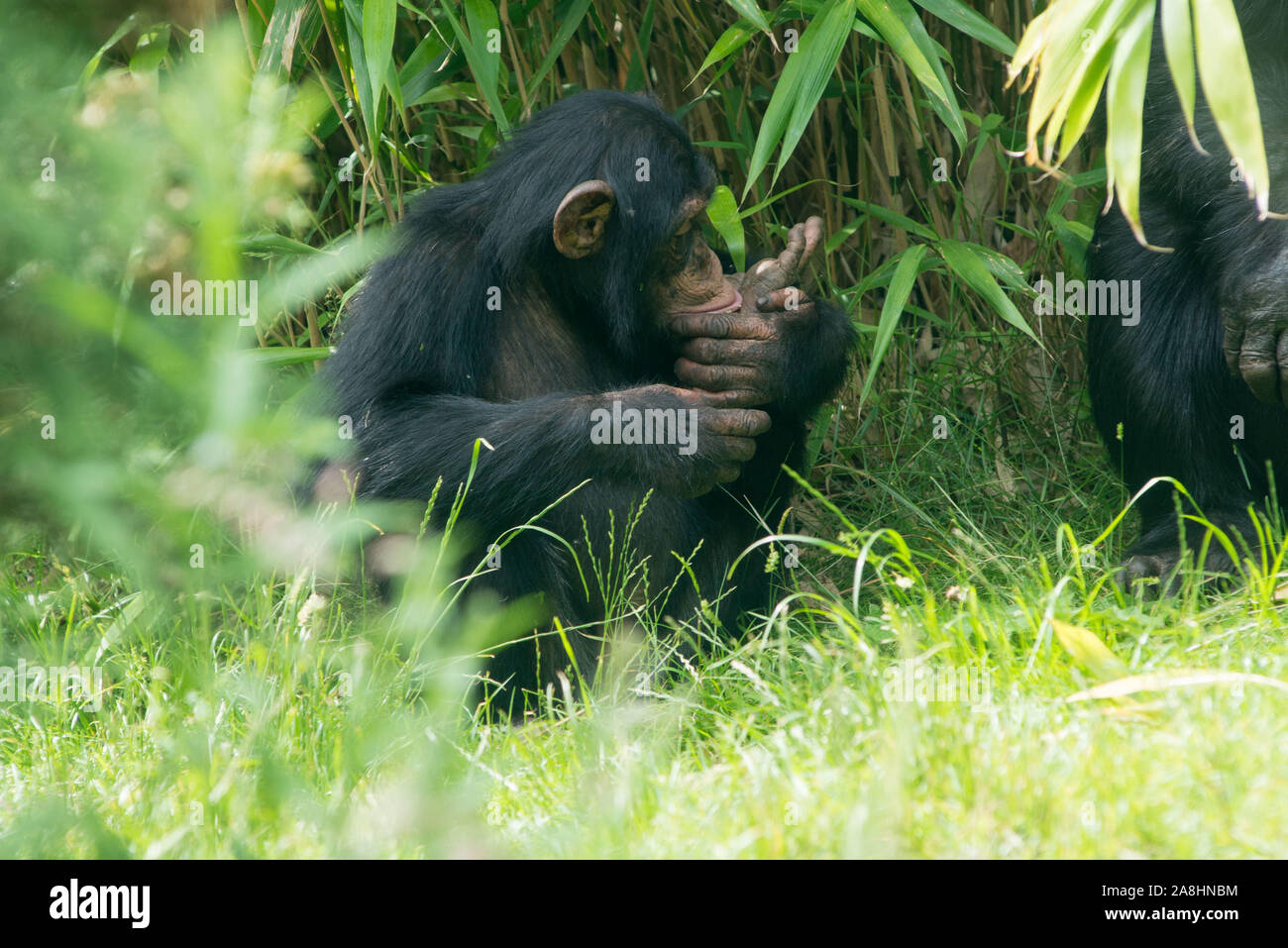chimpanzees at Edinburgh zoo Stock Photo
