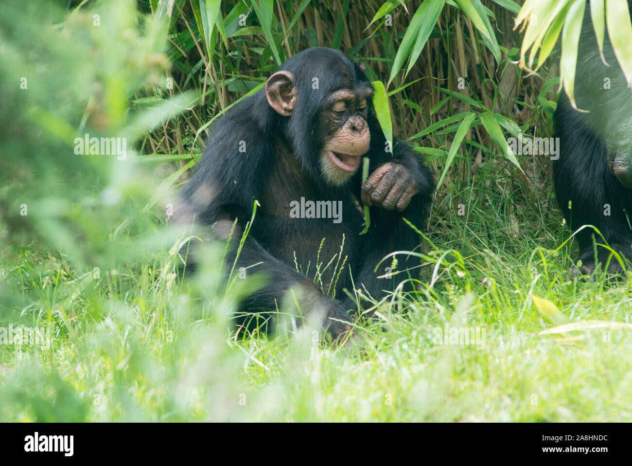 chimpanzees at Edinburgh zoo Stock Photo - Alamy