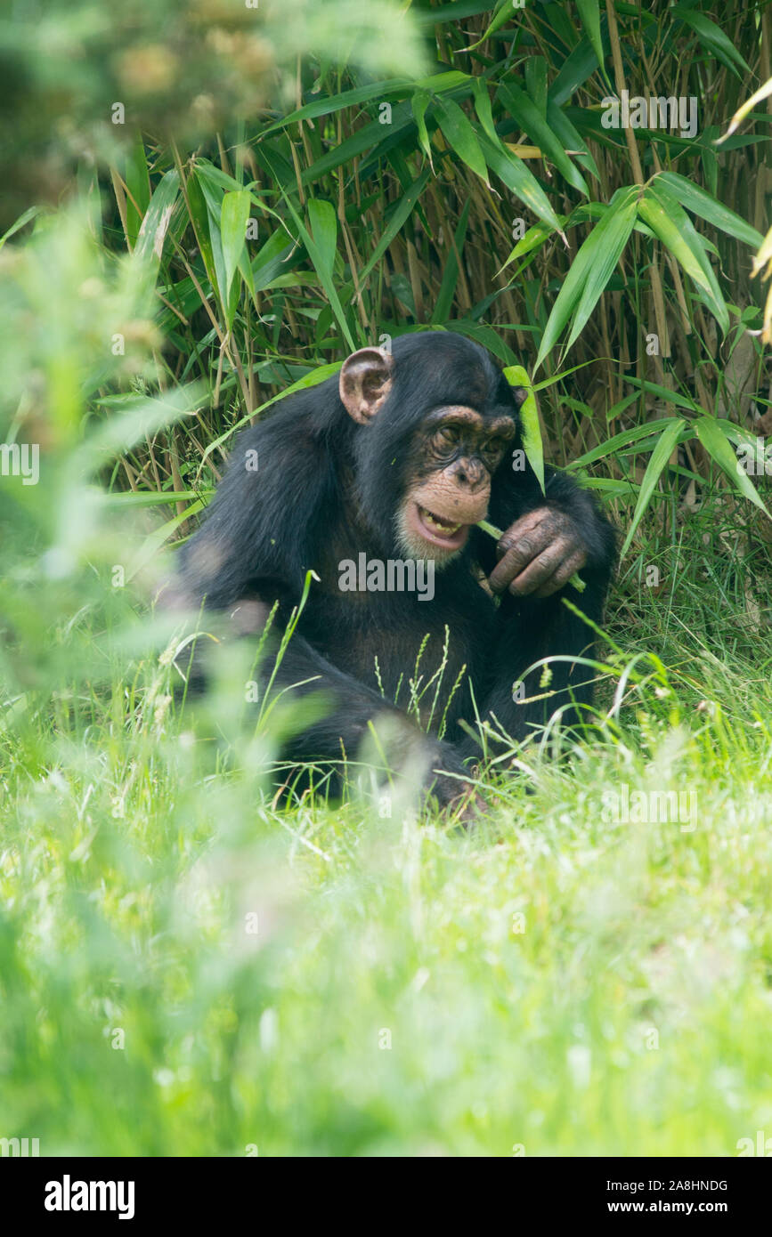 chimpanzees at Edinburgh zoo Stock Photo