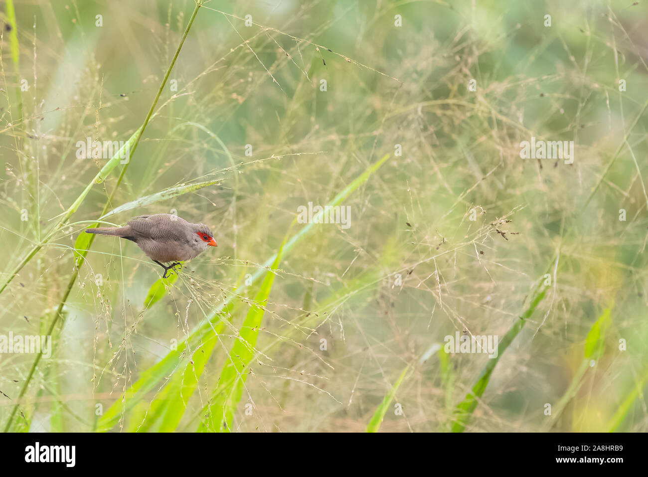 Common Waxbill, Estrilda astrid, two tropical birds in Sao Tome and Principe, african birds with a red beak Stock Photo