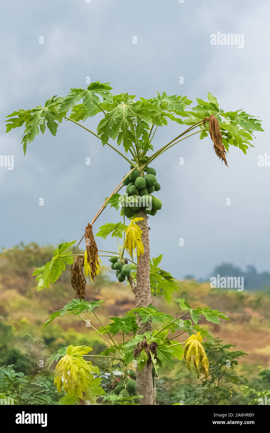 Papaya tree tropical hi-res stock photography and images - Alamy