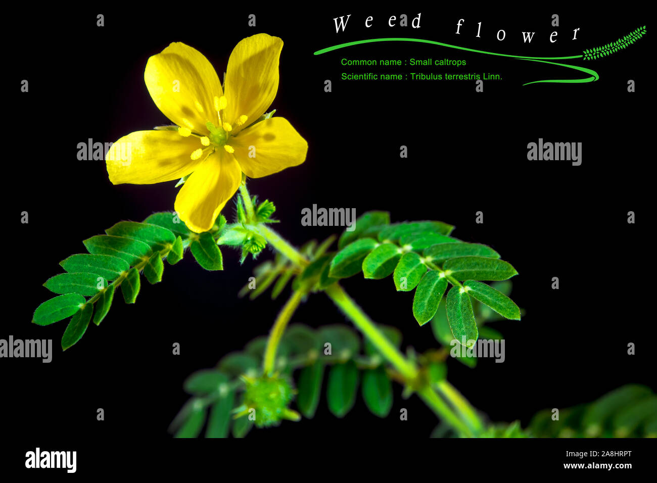 Yellow flower of small caltrops weed, isolated flower on black background with common and scientific name Stock Photo