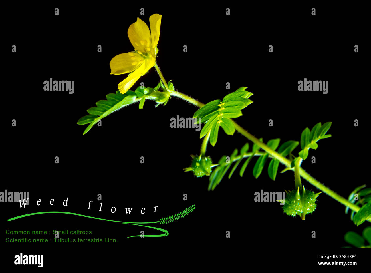 Yellow flower of small caltrops weed, isolated flower on black background with common and scientific name Stock Photo
