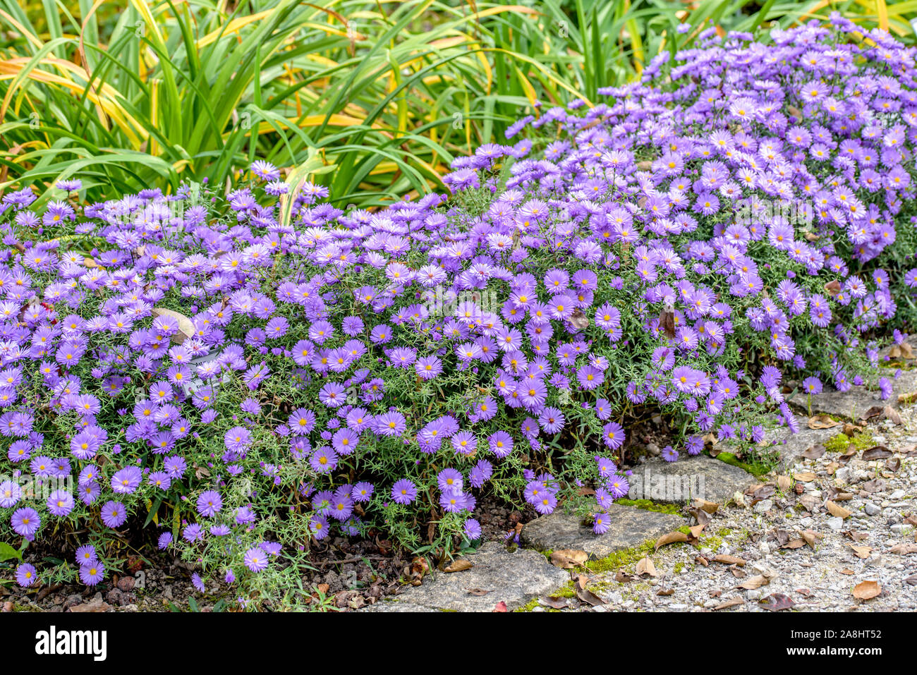 Kissen-Aster (Aster 'Lady in Blue') Stock Photo