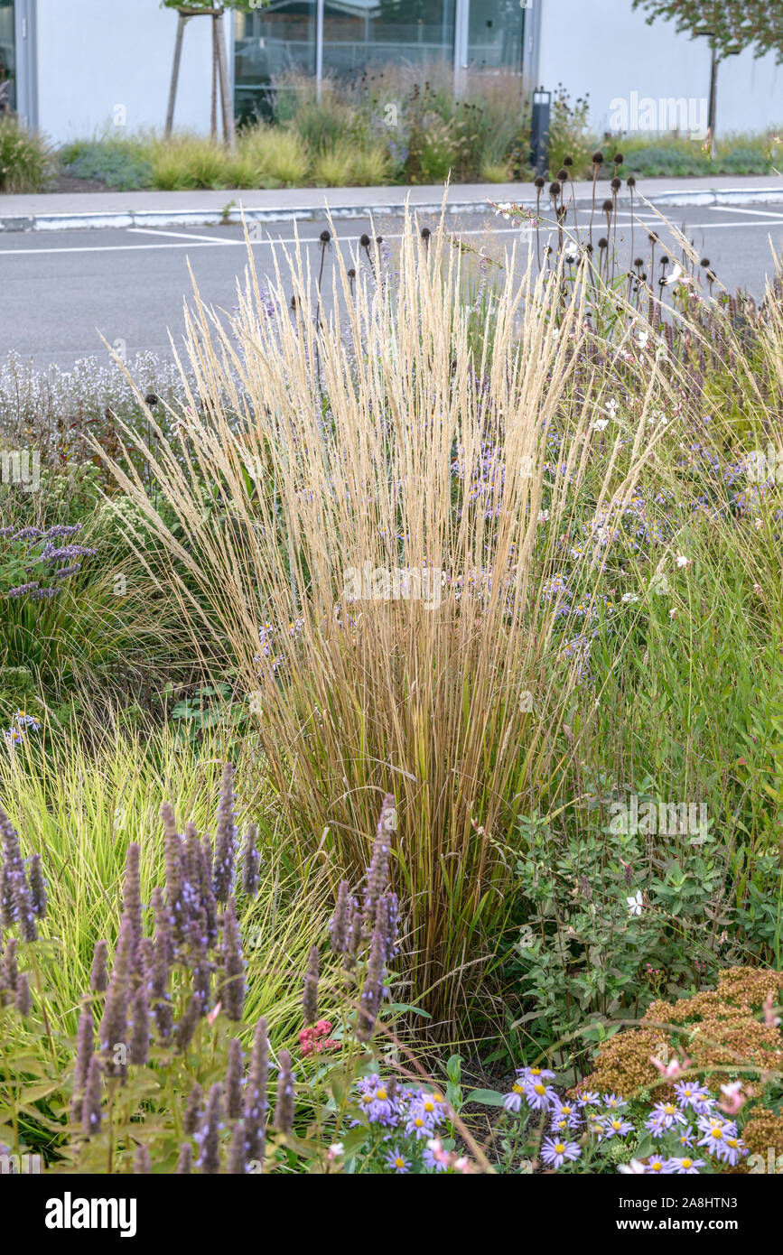 GartenReitgras (Calamagrostis × acutiflora 'Waldenbuch' Stock Photo