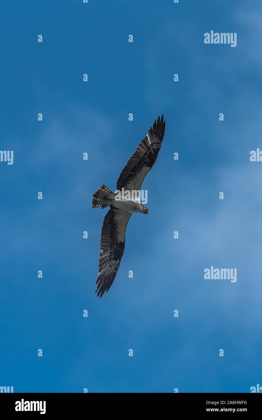 Western osprey flying in blue sky, trying to catch a fish Stock Photo ...
