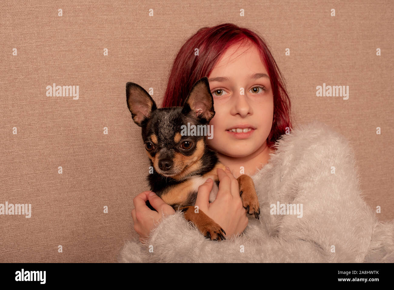 teenage girl with her favorite dog is a Chihuahua sitting on the couch. Girl with a chihuahua dog on the couch. Short-haired chihuahua mini with a chi Stock Photo