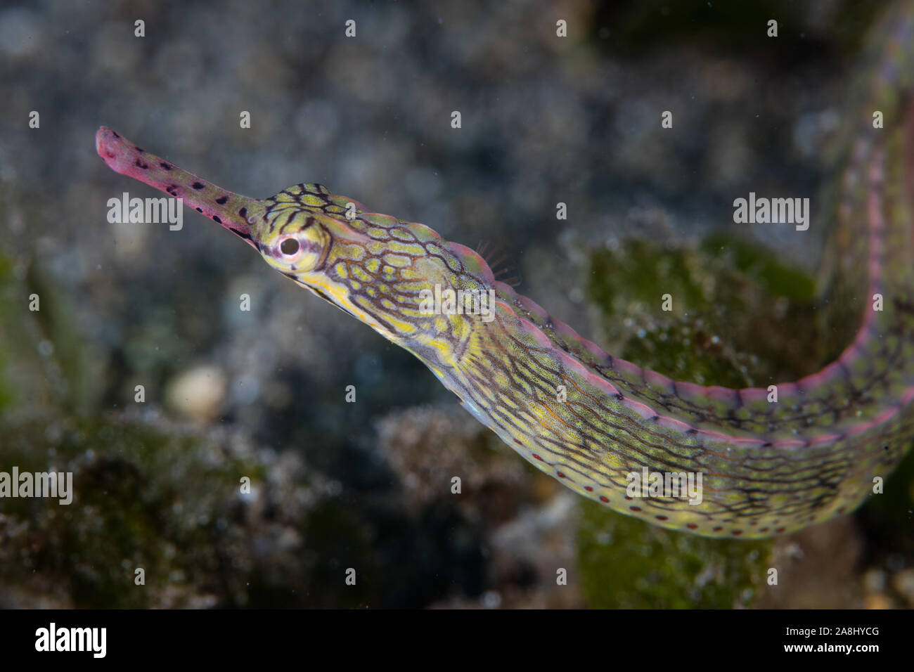 A Yellow-spotted pipefish, Corythoichthys polynotatus, swims over the shallow, sandy seafloor in Indonesia searching for planktonic prey. Stock Photo