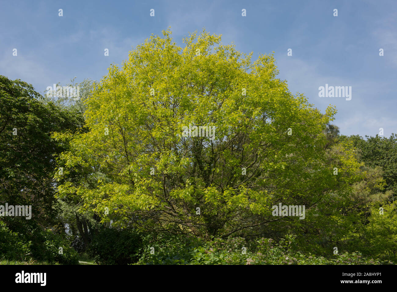 Spring Foliage of the Scarlet Oak Tree (Quercus coccinea) in a Woodland Garden in Rural Devon, England, UK Stock Photo
