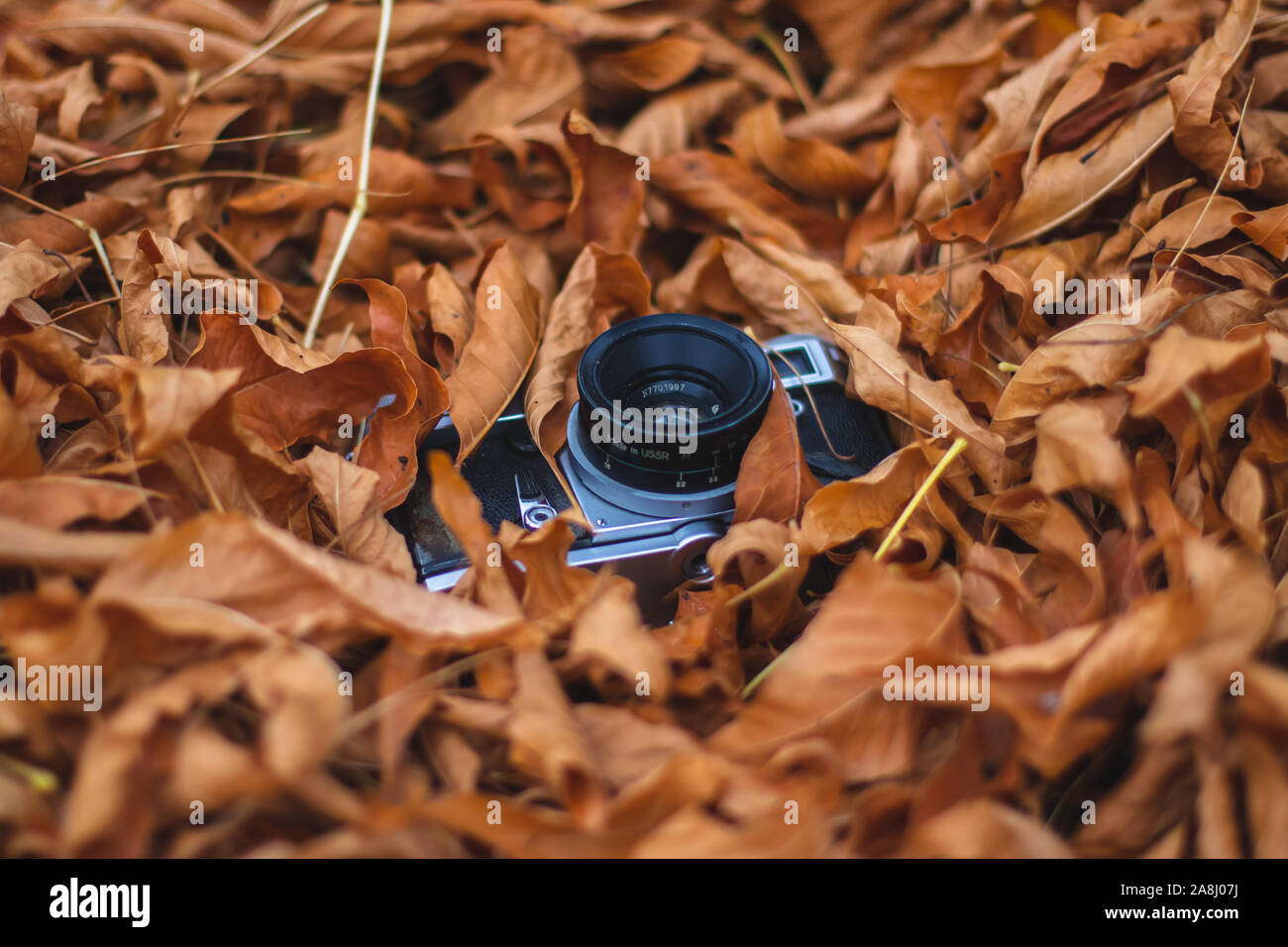 Old vintage photo camera in a pile of orange leaves in autumn. Stock Photo