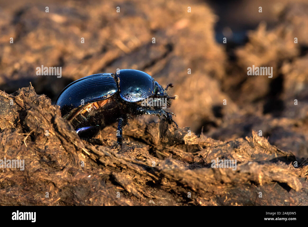 Dung beatle Geotrupes stercorarius on the manure. Stock Photo