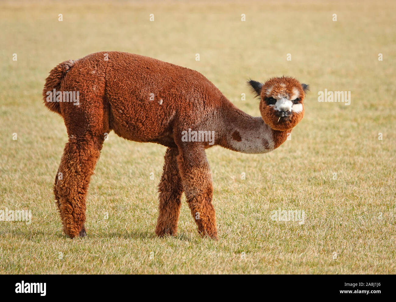 Young Suri Alpacas frolic in a field near Bend, Oregon. Suri Alpacas are raised for their silky like wool, used for kniting garments. Stock Photo