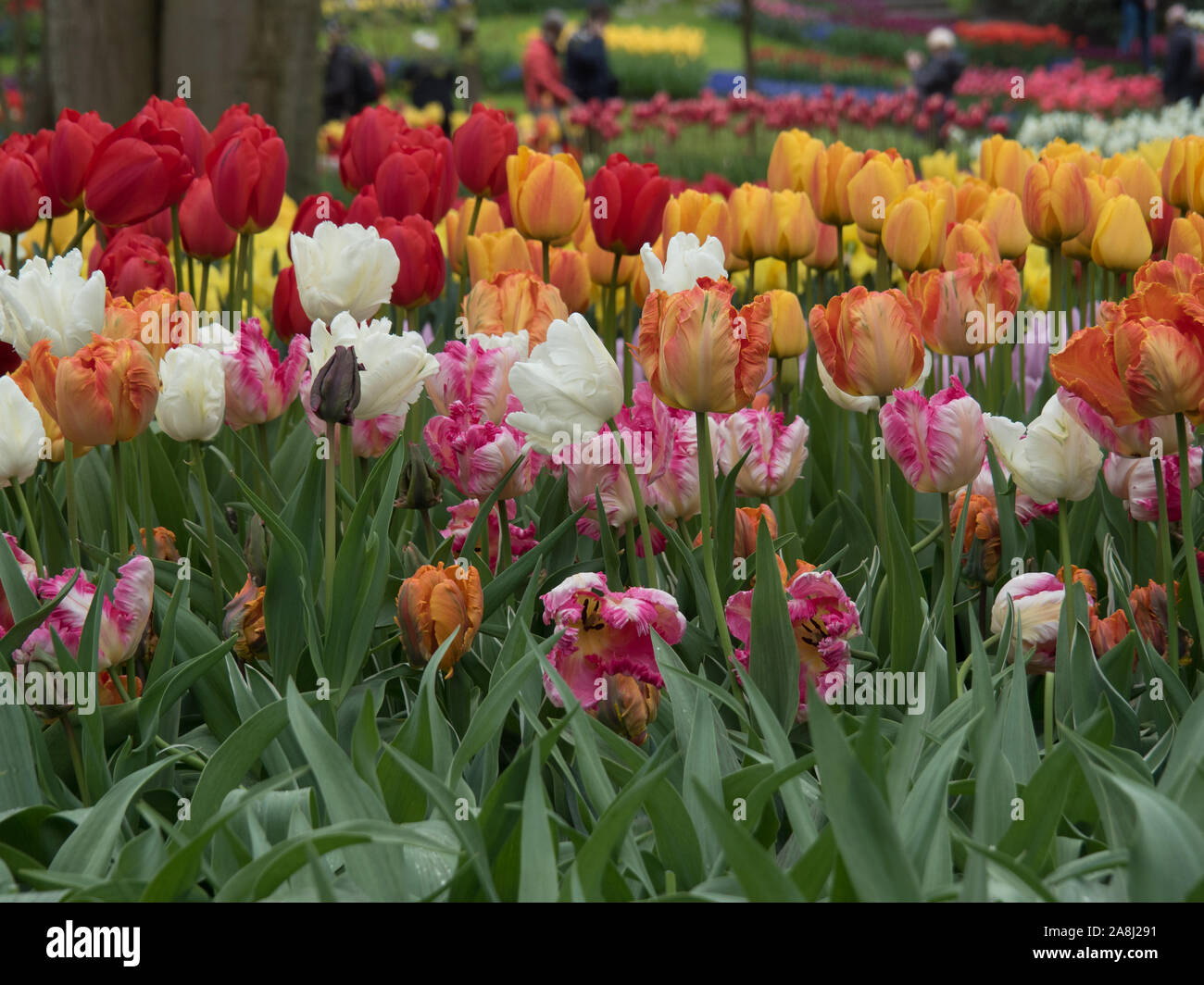 Tulips in Keukenhof garden, Lisse, Netherlands Stock Photo - Alamy
