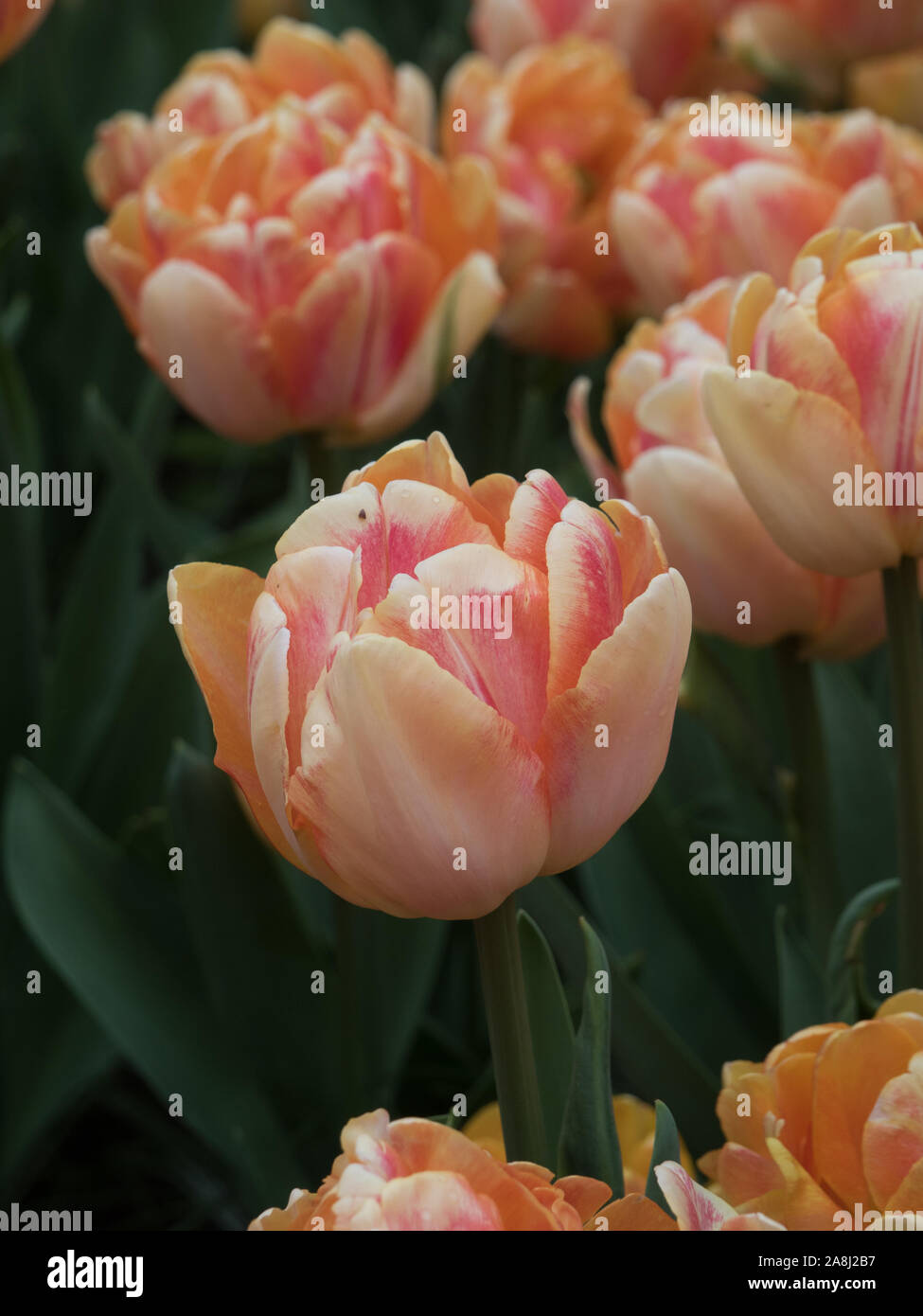 Tulips in Keukenhof garden, Lisse, Netherlands Stock Photo