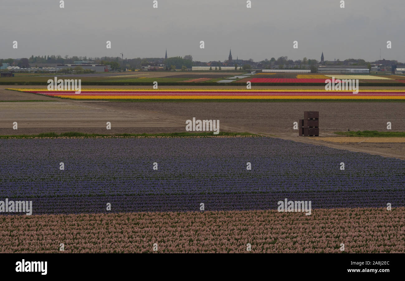 Bulb fields hi-res stock photography and images - Alamy
